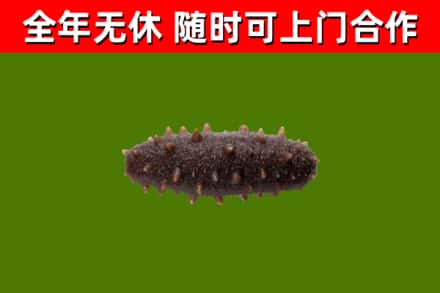 威远烟酒回收干海参.jpg